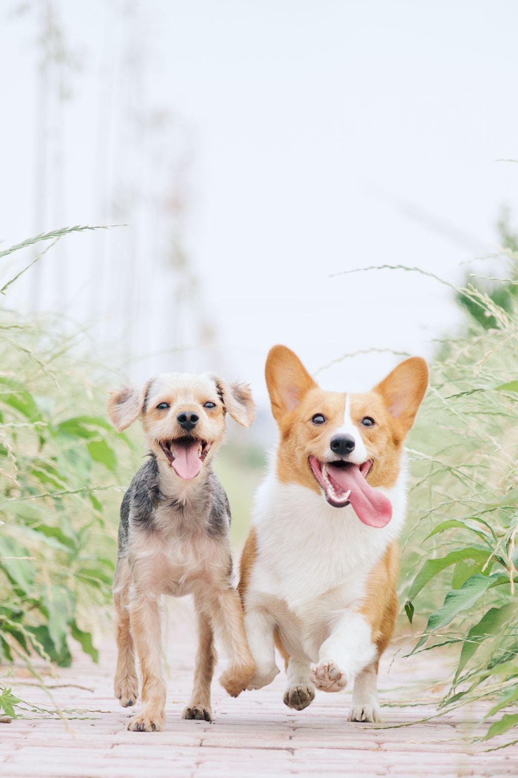 Two tiny dogs running in unison towards the camera